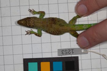 Media type: image;   Herpetology R-190696